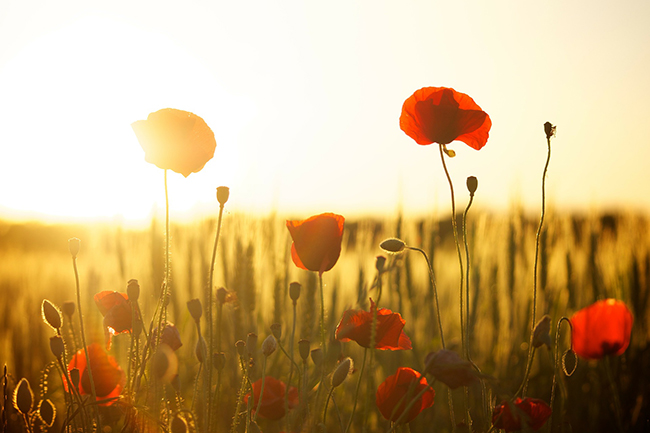 Photo of poppies in a field