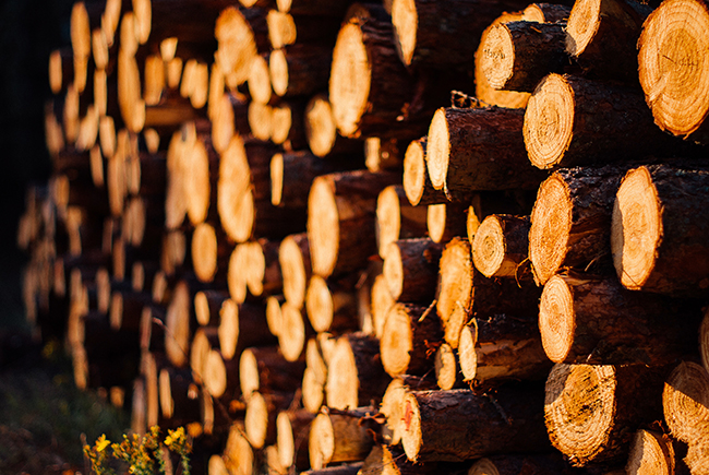 Pile of Logs image