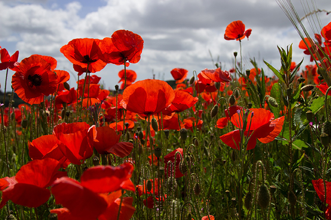 Image of poppies in a field